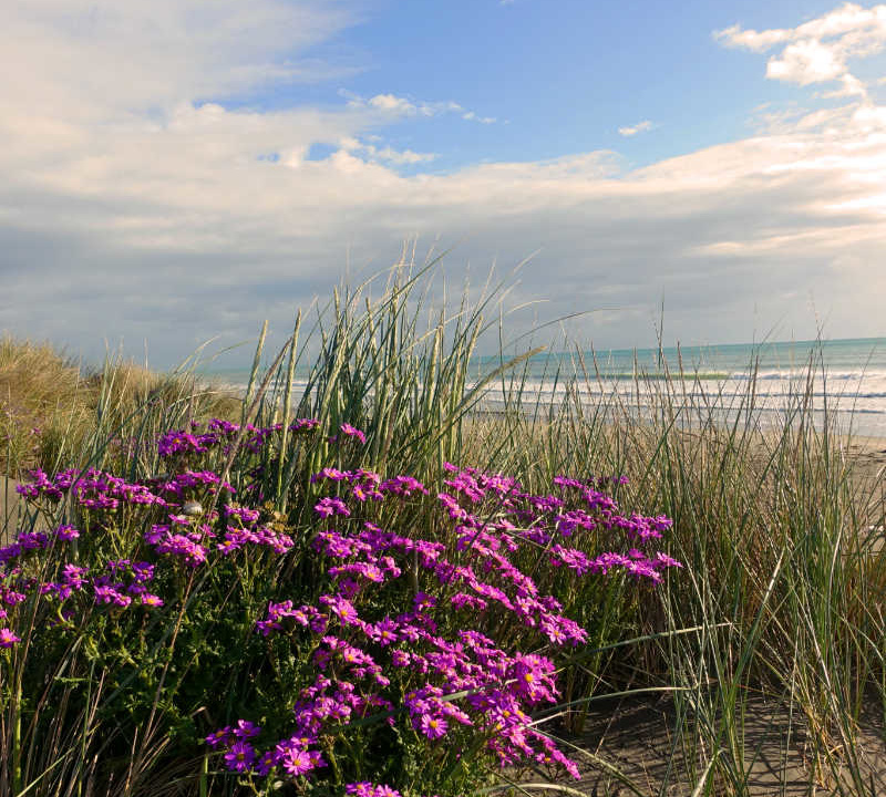 Auszeit nehmen: Blick auf den Strand mit Blumen